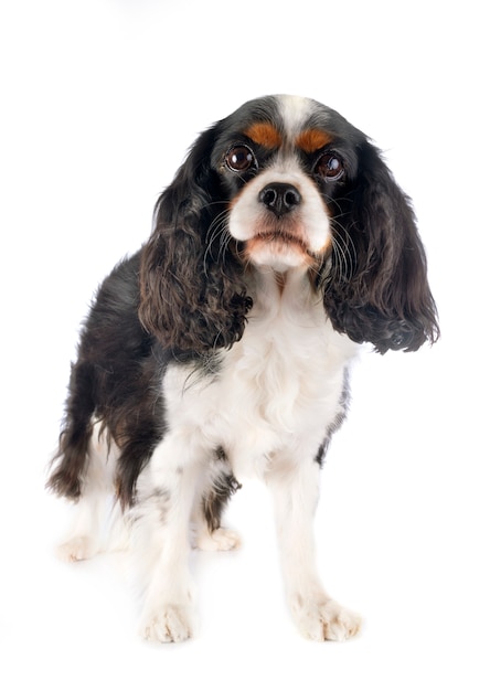 Cavalier King Charles