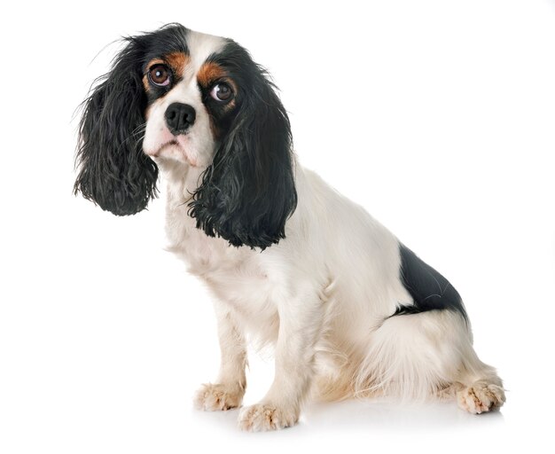 cavalier king charles