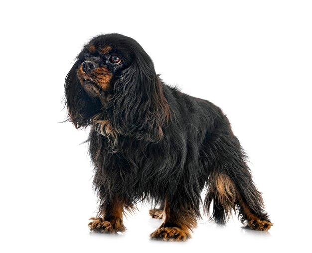 Cavalier king charles