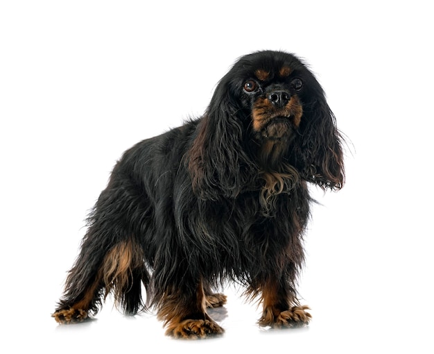 Cavalier King Charles