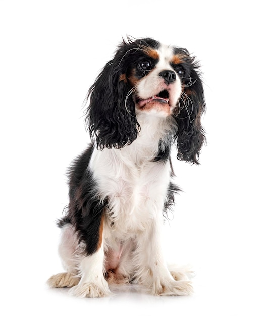 Cavalier King Charles