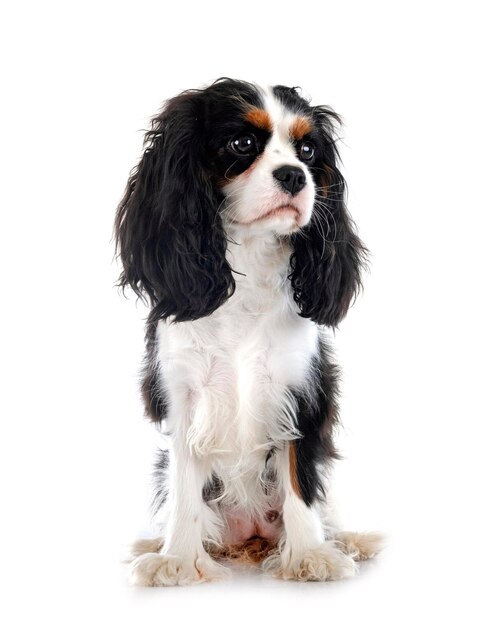 Cavalier King Charles