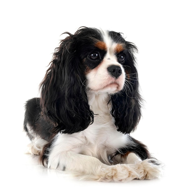 Cavalier king charles