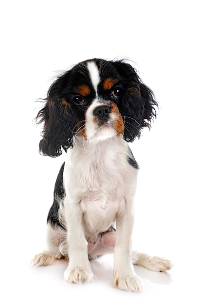 Cavalier king charles