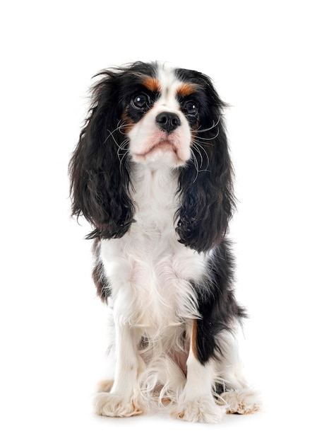 Cavalier king charles