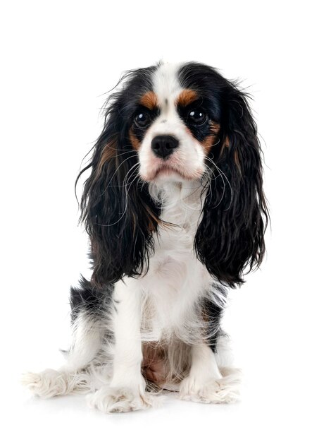 Cavalier king charles