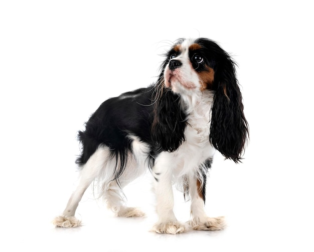 Cavalier king charles