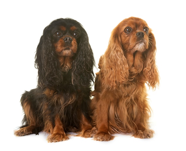 Cavalier king charles