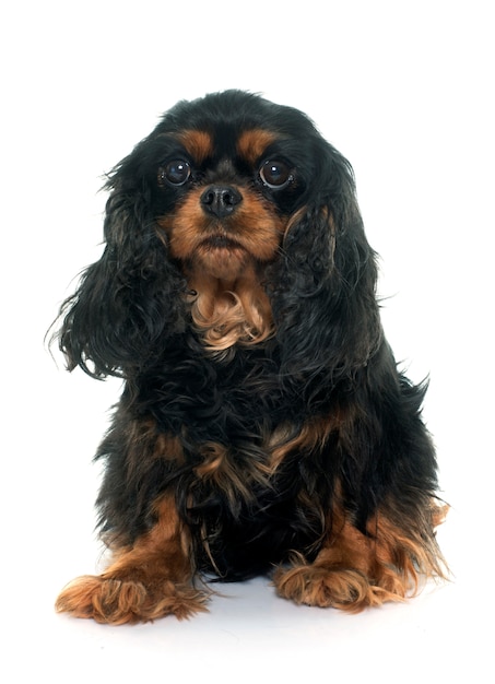 Photo cavalier king charles