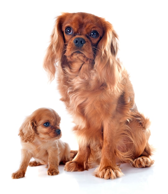 Cavalier king charles