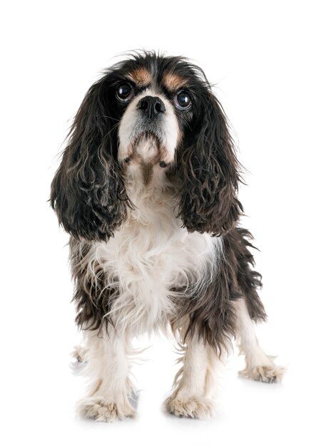 Foto cavalier king charles