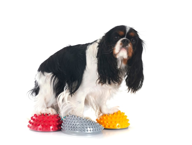 Cavalier Koning Charles