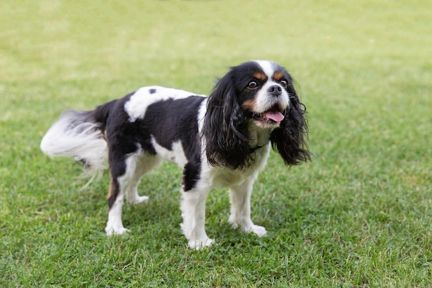 Cavalier spaniel standing on the grass