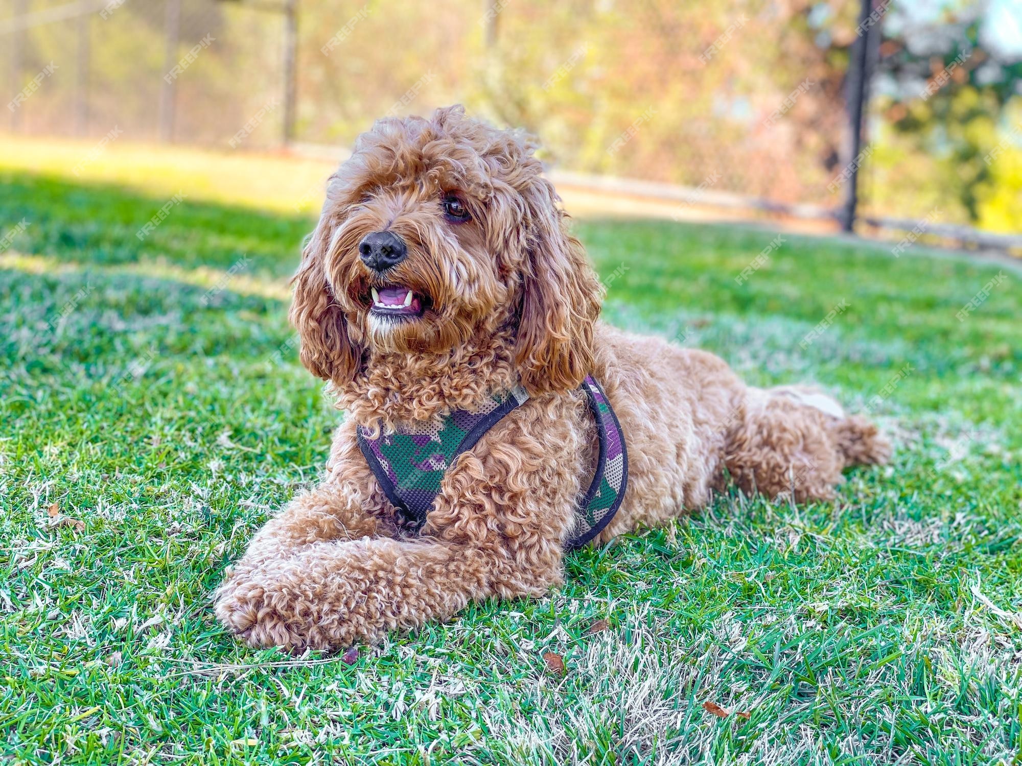 Premium Photo | dog in the park mixed breed cavalier king charles spaniel and poodle