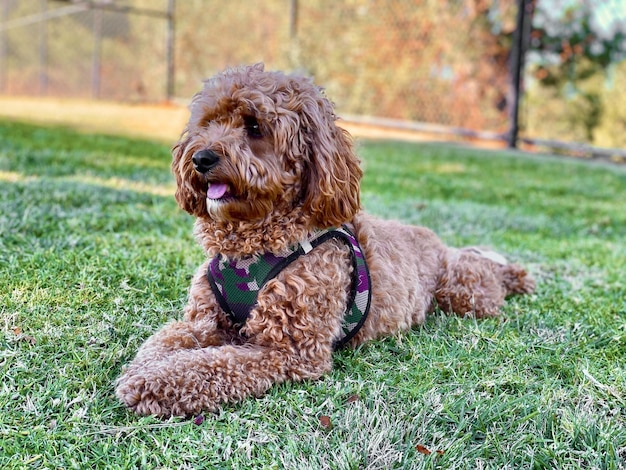 Cavapoo hond in het park gemengd ras van Cavalier King Charles Spaniel en Poedel