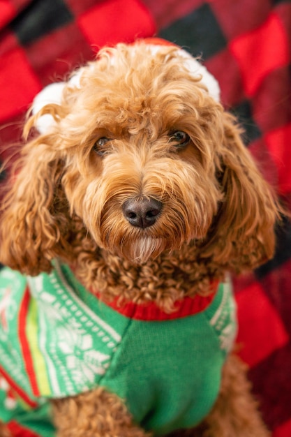 Cavapoo hond met kerstkleren hond kerstconcept