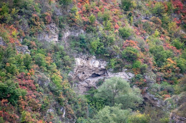 Пещера в скале, спрятанная среди деревьев