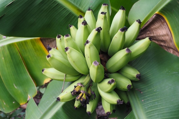 Cavendish Banana 