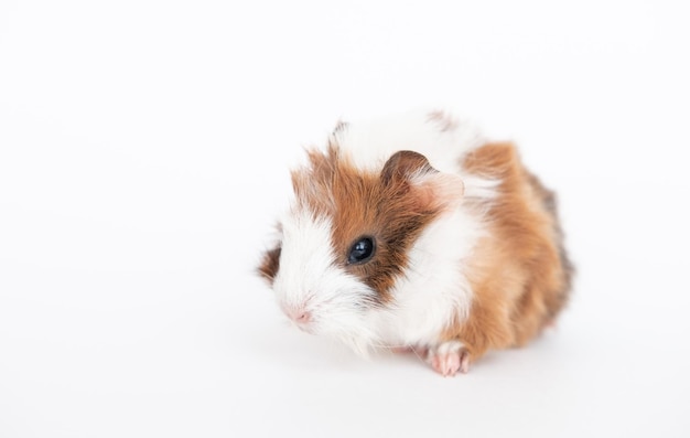 Cavia baby geïsoleerd op witte achtergrond