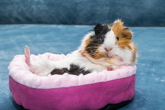 Cavia Een jonge grappige cavia ligt in een roze wieg een roze hangmat