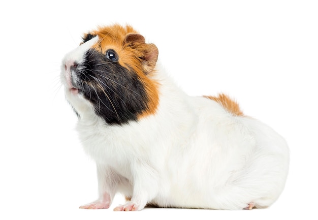 Cavia, geïsoleerd op wit