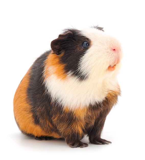 cavia geïsoleerd