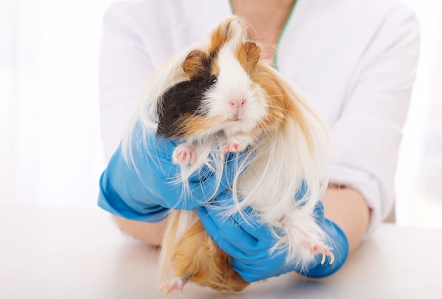 Cavia in dierenarts kliniek