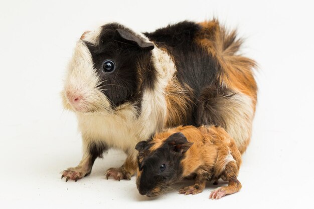 Cavia moeder met baby geïsoleerd op witte achtergrond