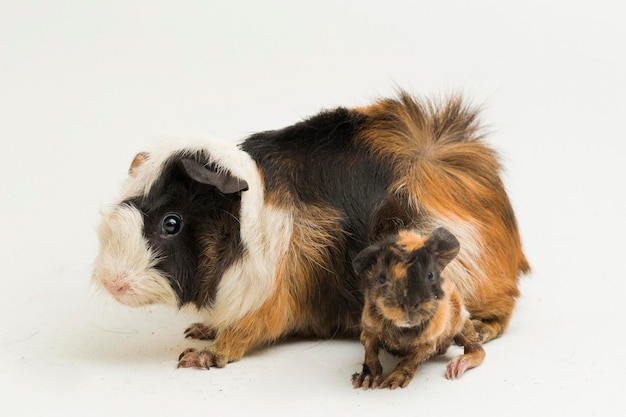 Cavia moeder met baby geïsoleerd op witte achtergrond