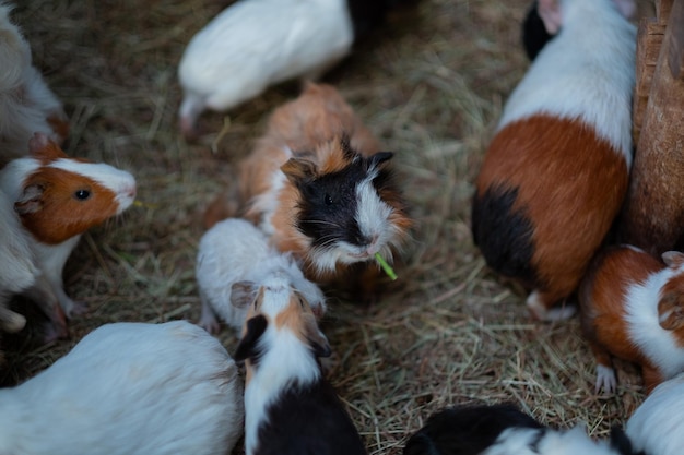 Cavia op de grond Cavy pet