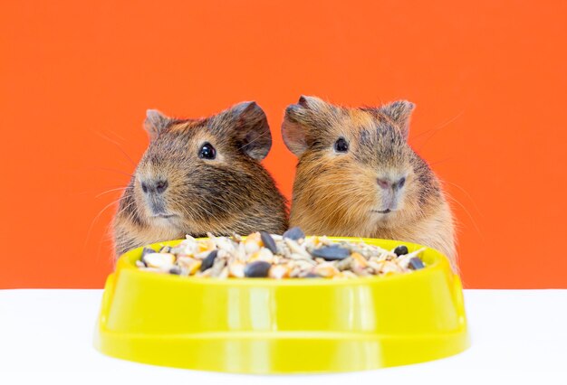 Cavia op een oranje achtergrond met voedsel