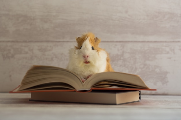 Cavia op open boek