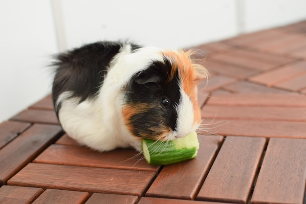 Cavia rozet close-up weergave