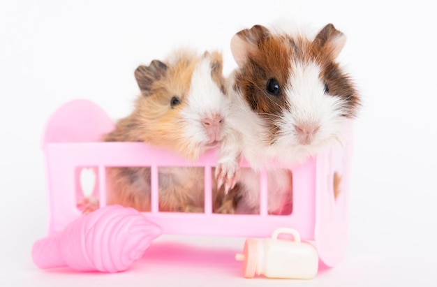 Cavia's baby zitten in speelgoed bed ansichtkaart leuke grappige cavia's geïsoleerd op witte achtergrond