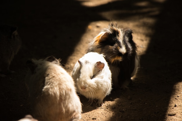 Cavia's bewegen in de schaduw