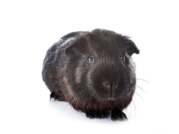 Foto cavia voor witte achtergrond