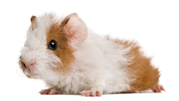 Cavia