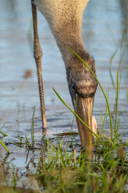 写真 カヤ (カヤ)