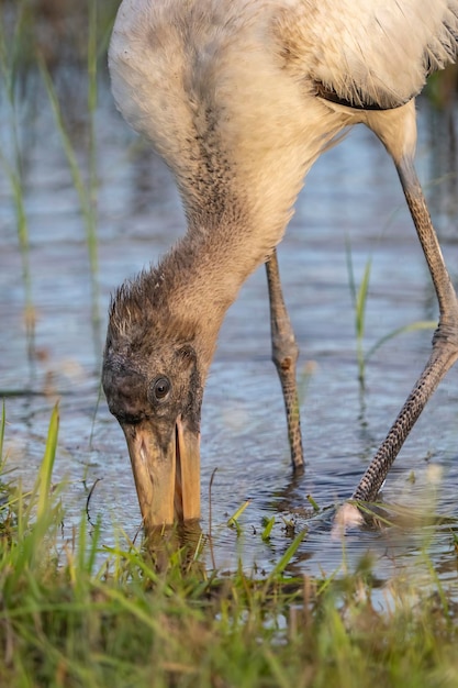 写真 カヤマ