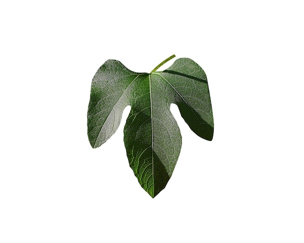 Cayaponia tayuya tayuya or taiuia fruits leaves and rhizome is used in herbal medicine