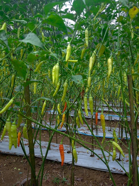 Cayenne pepper on a tree in a chili plantation