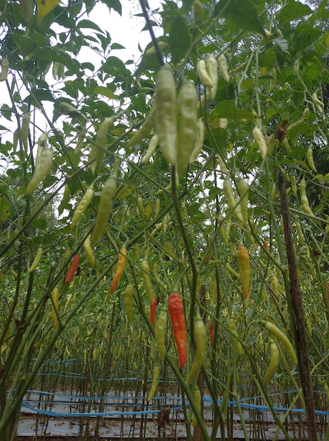 Cayenne pepper on a tree in a chili plantation