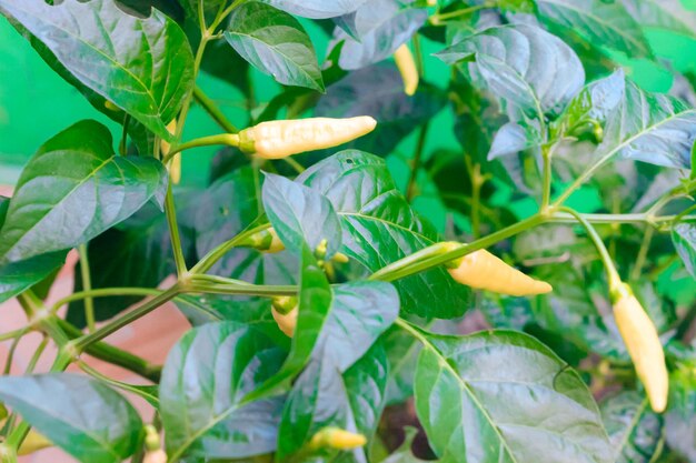 Cayenne Pepper Tree Close up Chilli tree Detailed front view Spicy fruit for food