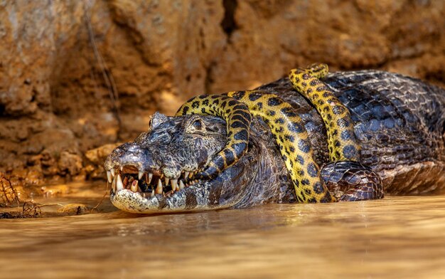 Foto cayman caiman crocodylus yacare versus anaconda eunectes murinus cayman vangt een anaconda anaconda wurgt de kaiman brazilië pantanal porto jofre mato grosso cuiaba rivier