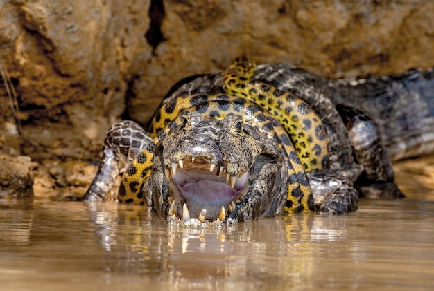 Foto cayman caiman crocodylus yacare versus anaconda eunectes murinus cayman vangt een anaconda anaconda wurgt de kaiman brazilië pantanal porto jofre mato grosso cuiaba rivier