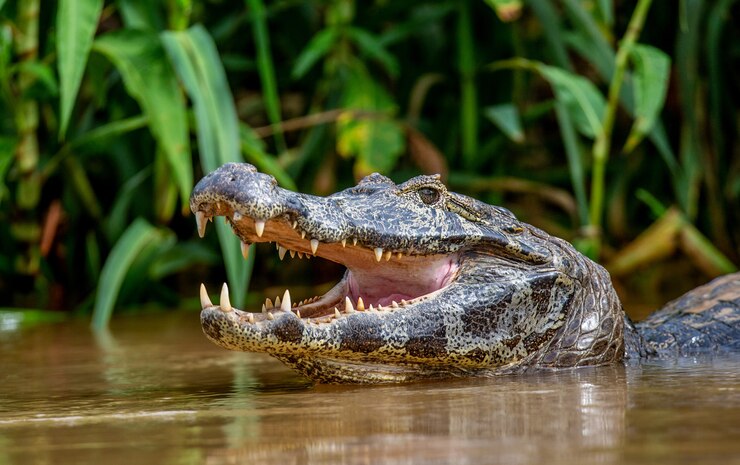 Foto cayman houdt zijn hoofd boven het water en doet zijn mond open. detailopname.