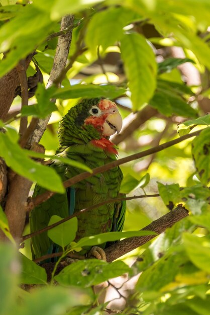 Foto pappagallo delle cayman