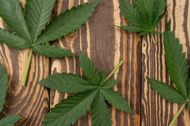 CBD美しい背景の緑の大麻。医療法務マリファナ、古い木製のテーブルに大麻の葉