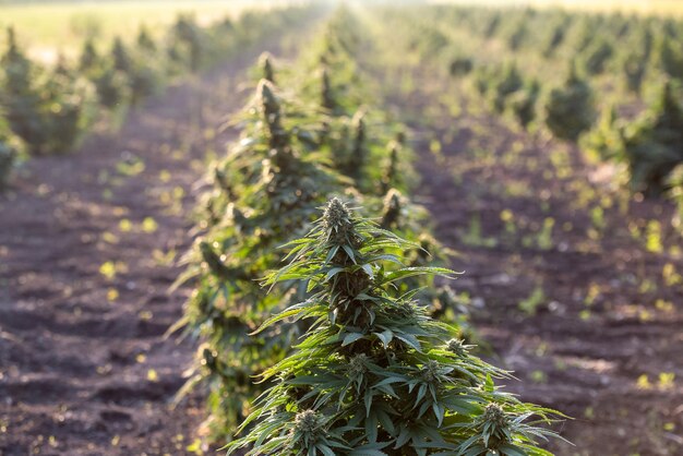 CBD boerderijveld bij zonsondergang