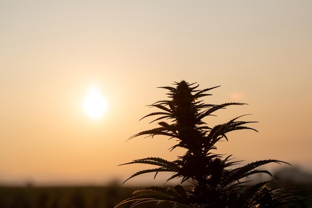 Photo cbd hemp buds swinging on a breeze at sunset